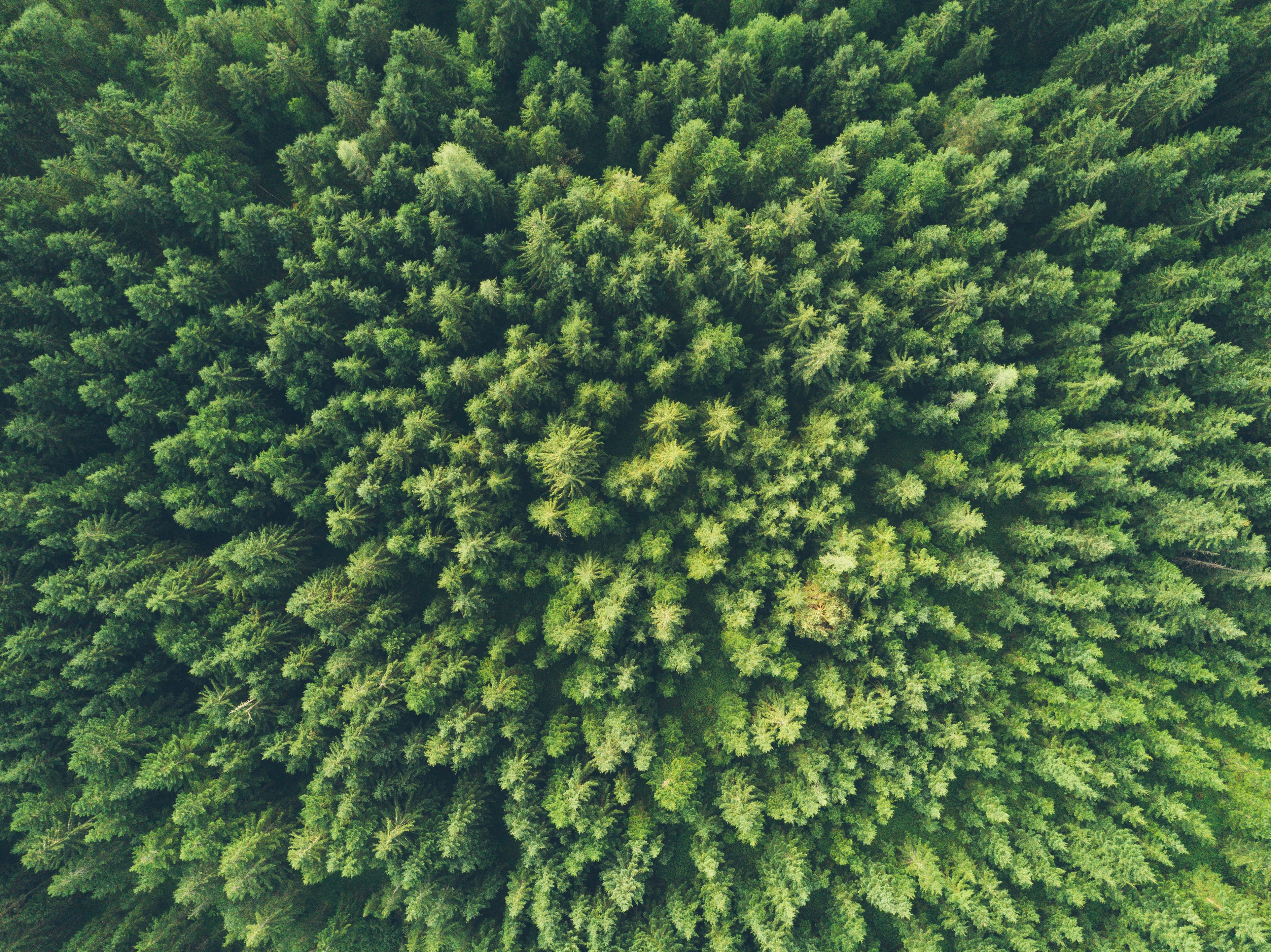 Coniferous forest seen from above